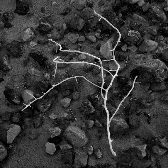 Death Valley Twig No 1