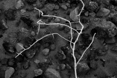 Death Valley Twig No 1