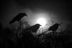 Stovepipe Wells Ravens
