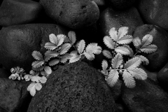 Plant and Rock Detail - Vision