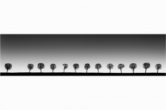 Peterhof Trees - Vision