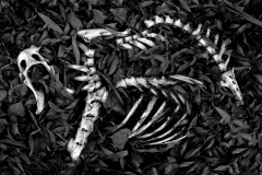 Skeleton