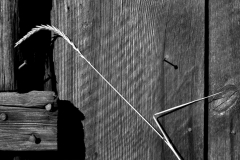 Bent Grass Against Barn