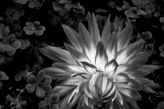 Flaming Dahlia