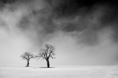 Two Trees in Lifting Fog