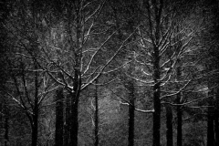Blizzard