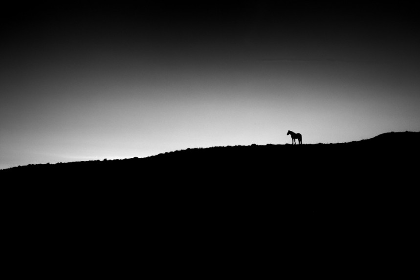 Lone Horse
