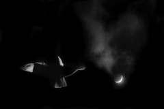 Gull and Moon