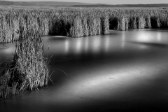 Frozen Pond