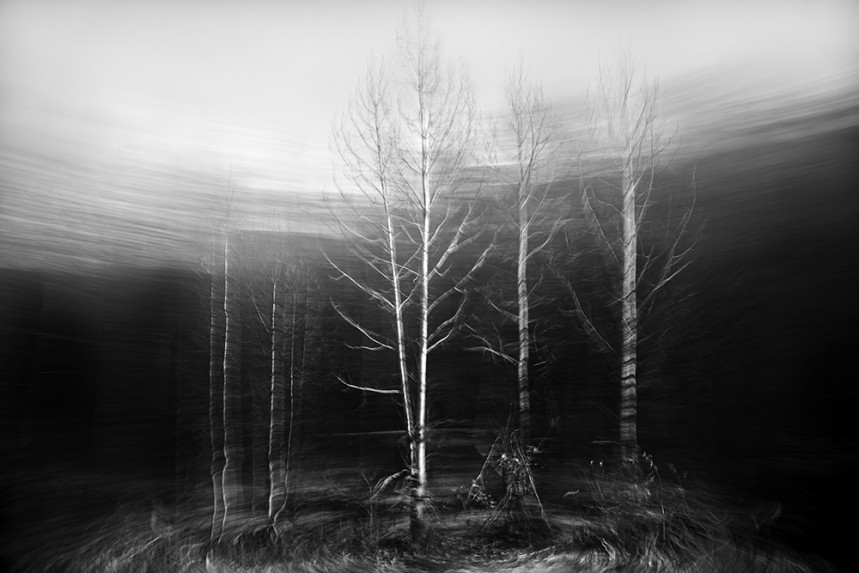 Trees From a Train No 146