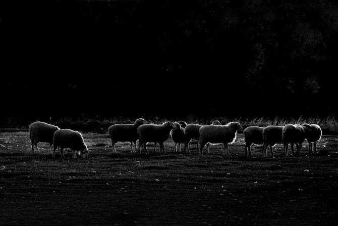 Simple Black and White Photography - Dark Sheep