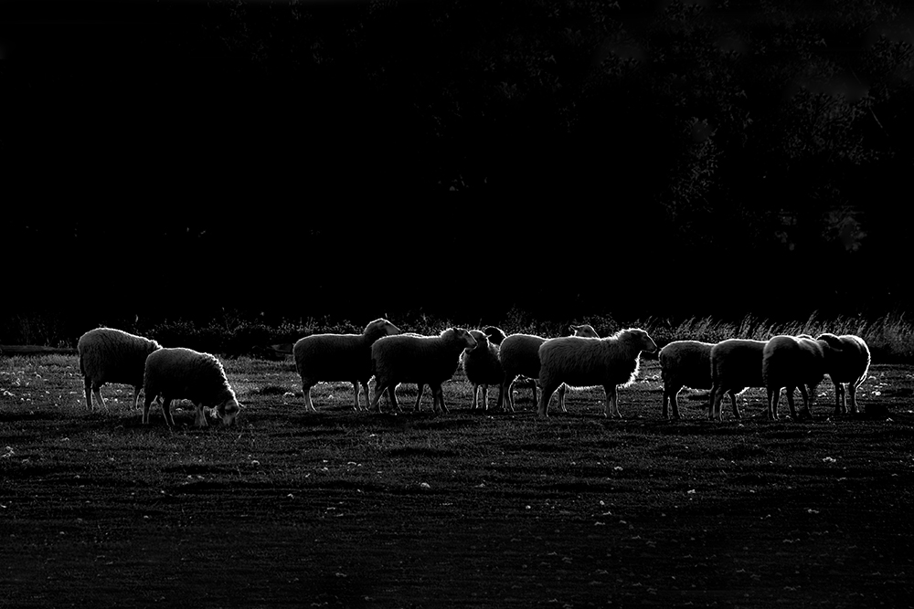 Simple Black and White Photography - Dark Sheep